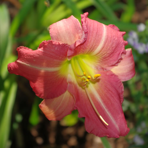 Hemerocallis Becky Lynn